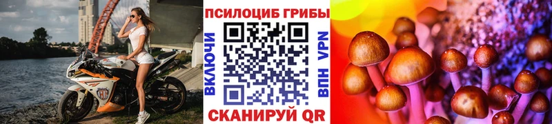 Галлюциногенные грибы Cubensis  где купить наркоту  Михайловка 